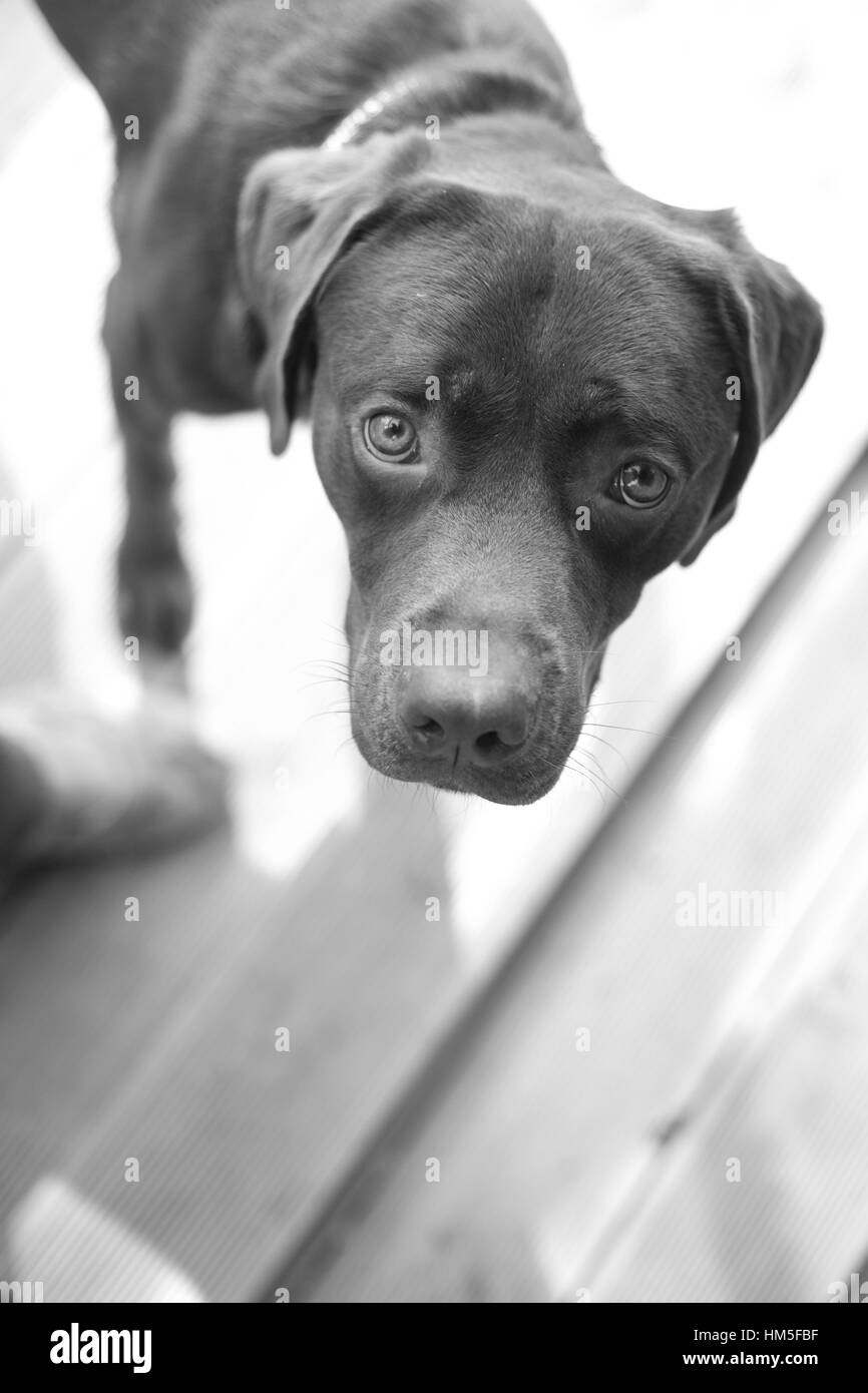 Un jeune, labrador chocolat, en noir et blanc, à la recherche jusqu'à l'observateur. Banque D'Images