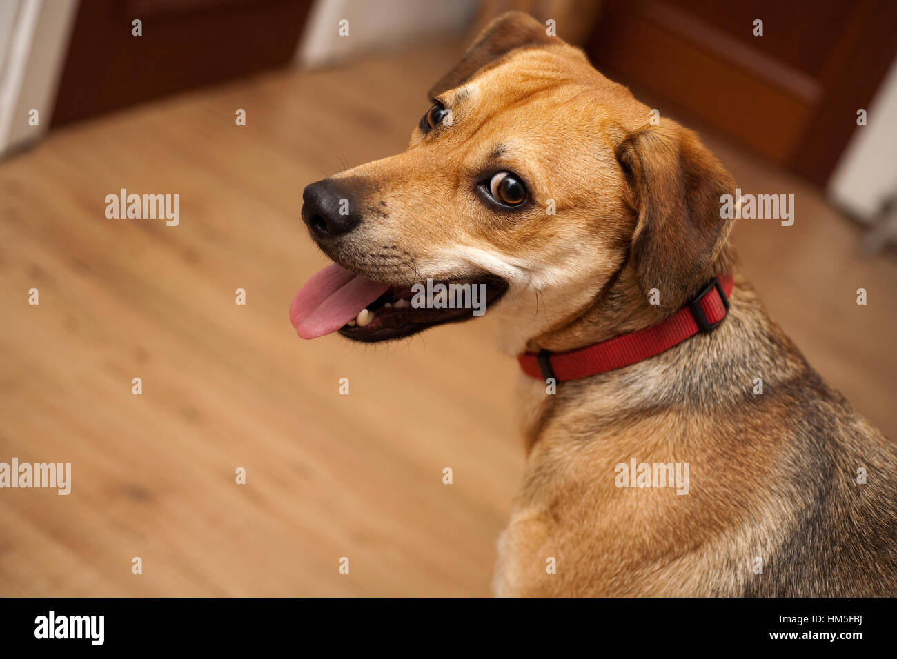 Une jeune femme, mixte-breed rescue dog Banque D'Images