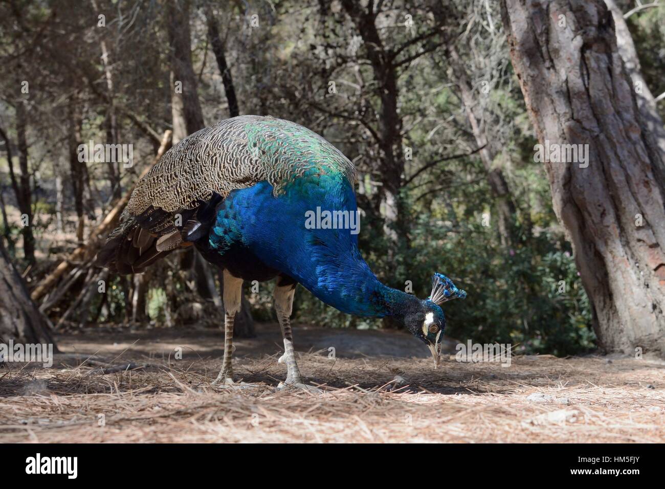 Les Indiens de sexe masculin ou Bleu / paons Peacock (Pavo cristatus) nourriture dans une forêt de pins, marbre, Plaka, Athènes, îles du Dodécanèse, Grèce, en août. Banque D'Images