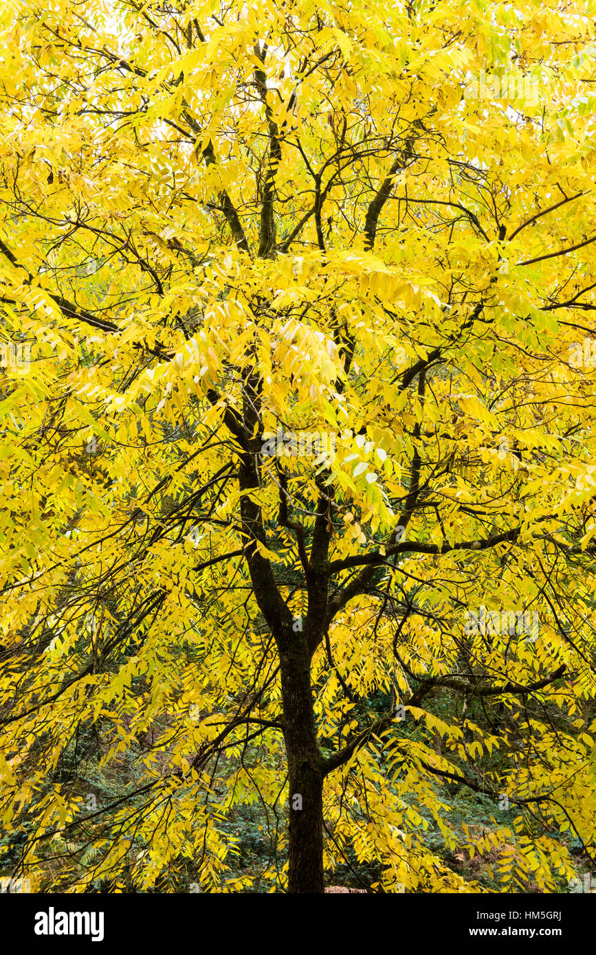 Un arbre de noyer noir afficher ses couleurs d'automne. Banque D'Images