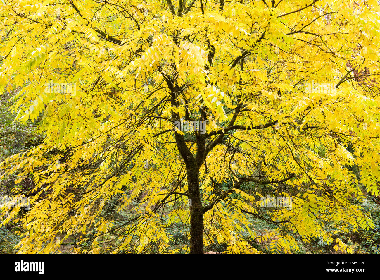 Un arbre de noyer noir afficher ses couleurs d'automne. Banque D'Images