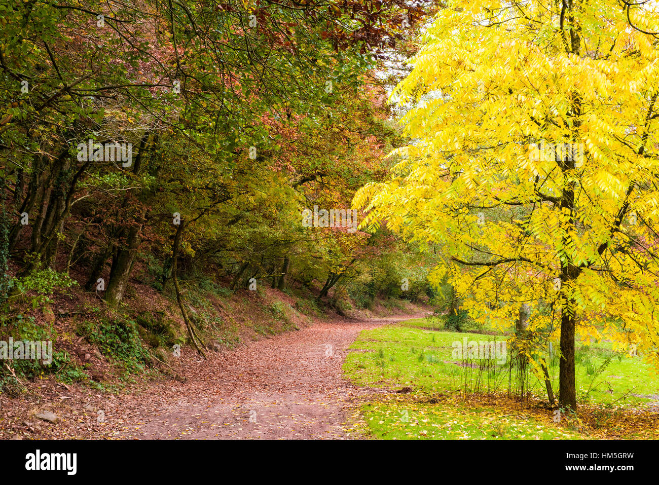 Bridleway par Hartford bas dans Exmoor National Park près de Dulverton, Somerset, Angleterre. Banque D'Images
