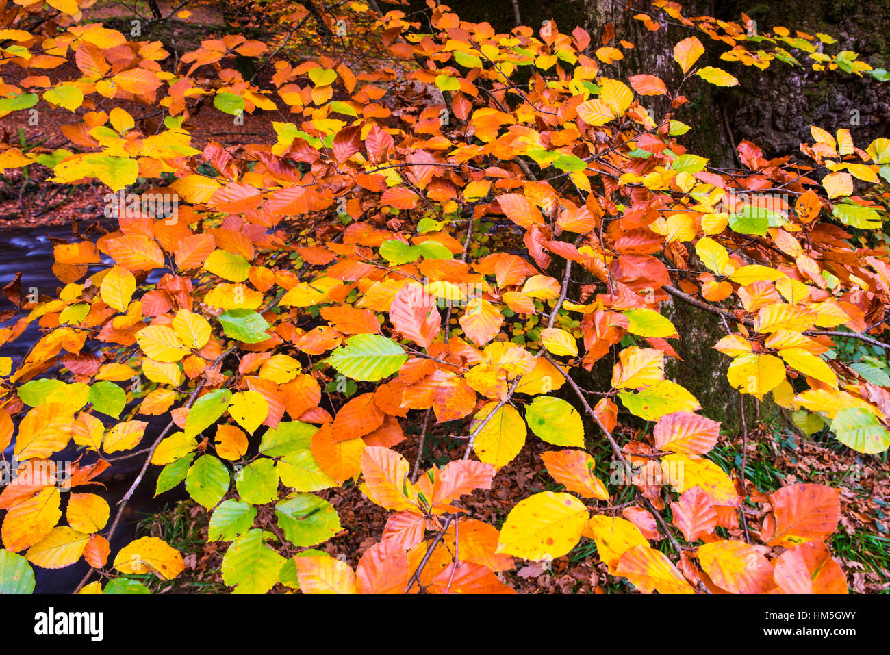 Les feuilles de hêtre afficher leurs couleurs d'automne à côté de la rivière en Haddeo Exmoor National Park, Somerset, Angleterre. Banque D'Images