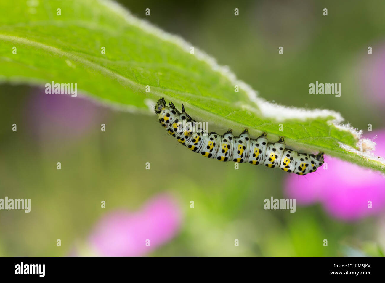 Königskerzenmönch Königskerzen-Mönch Wollkrauteule,,, Wollkrauteule, Brauner Mönch, Raupe frisst, Shargacucullia verbasci un Königskerze, Cucullia ver Banque D'Images