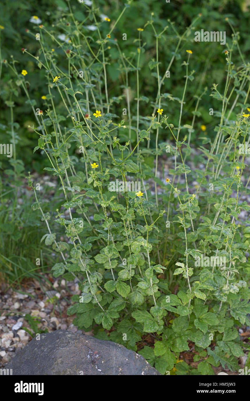 Echte Nelkenwurz, Gemeine Nelkenwurz, Geum urbanum benoîte, herbe, Bennett, benoîte officinale, herbe de saint Benoît, la benoîte commune, benoite commune Banque D'Images