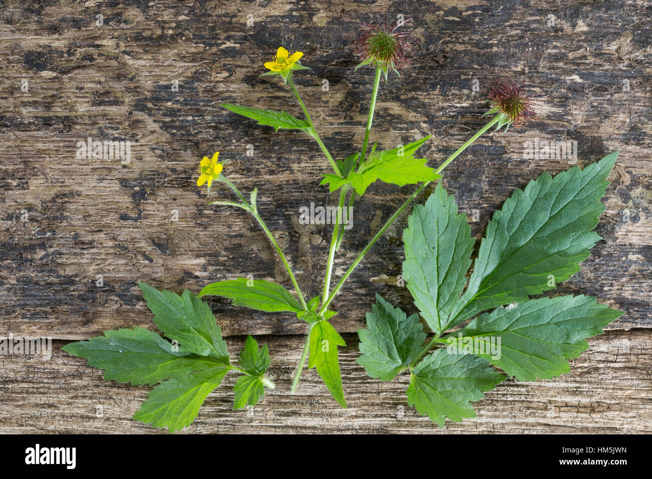 Echte Nelkenwurz, Gemeine Nelkenwurz, Geum urbanum benoîte, herbe, Bennett, benoîte officinale, herbe de saint Benoît, la benoîte commune, benoite commune Banque D'Images