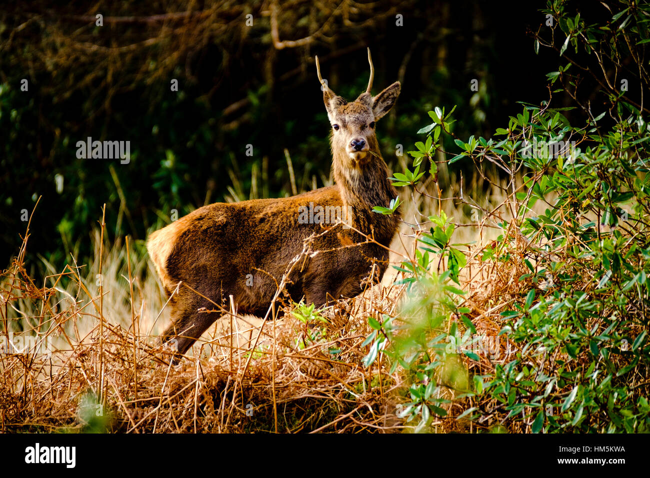 Red Deer Glen Etive Forêt, Montagnes de l'Ecosse en hiver Banque D'Images