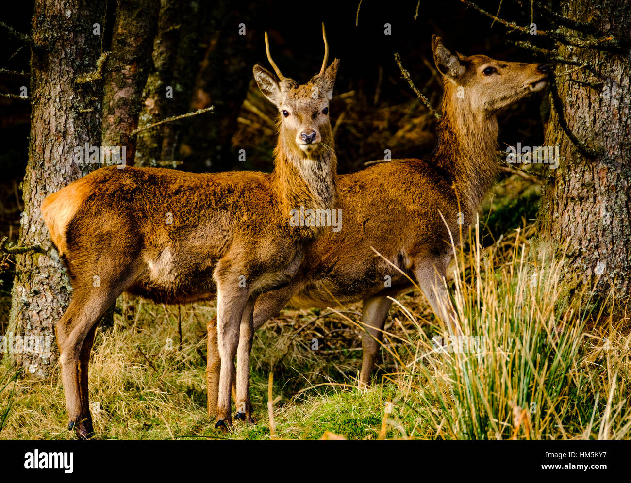 Red Deer Glen Etive Forêt, Montagnes de l'Ecosse en hiver Banque D'Images