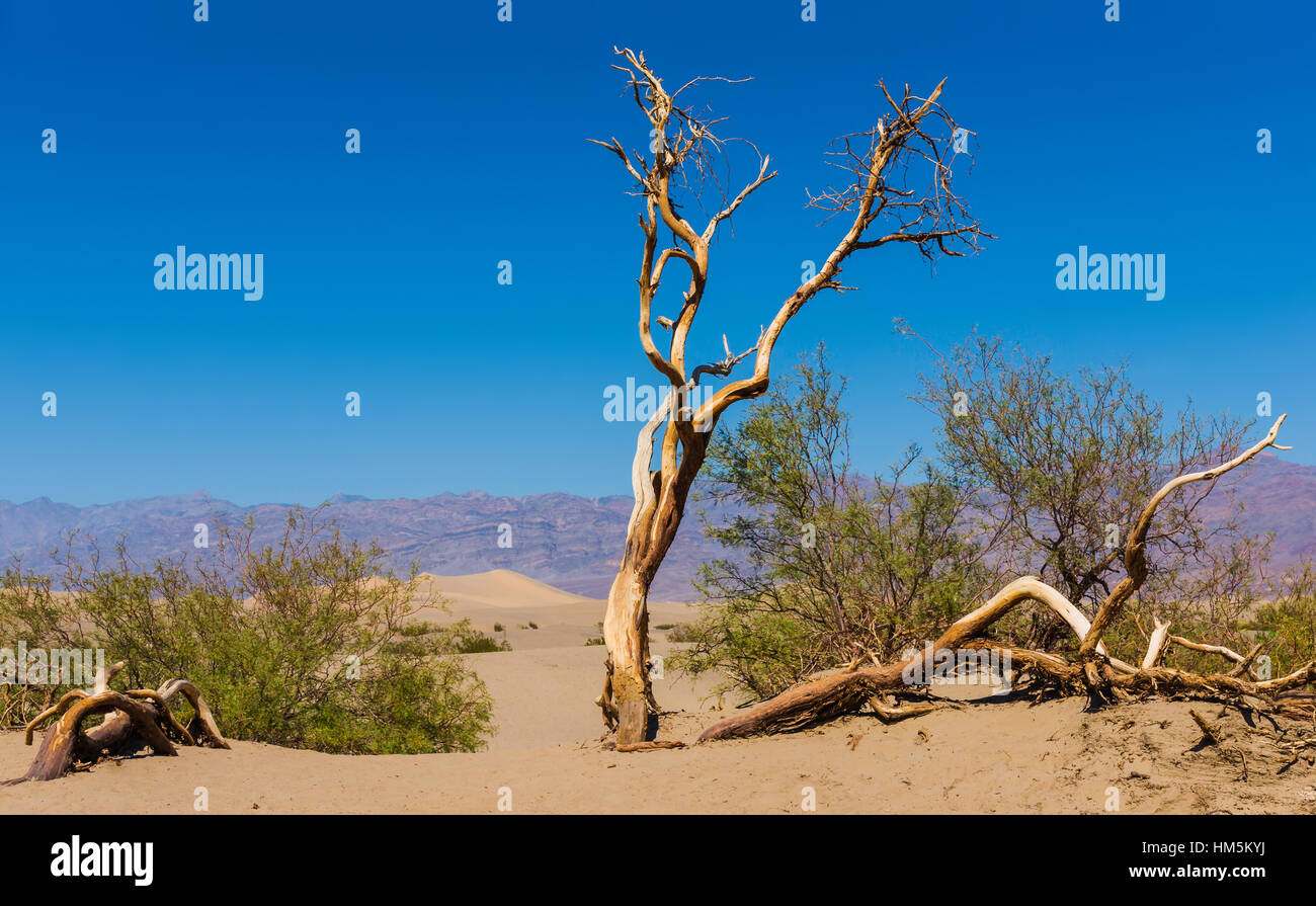 Dead tree à points noués Télévision Mesquite Sand Dunes - Décor du wildernes de Death Valley, California, USA Banque D'Images