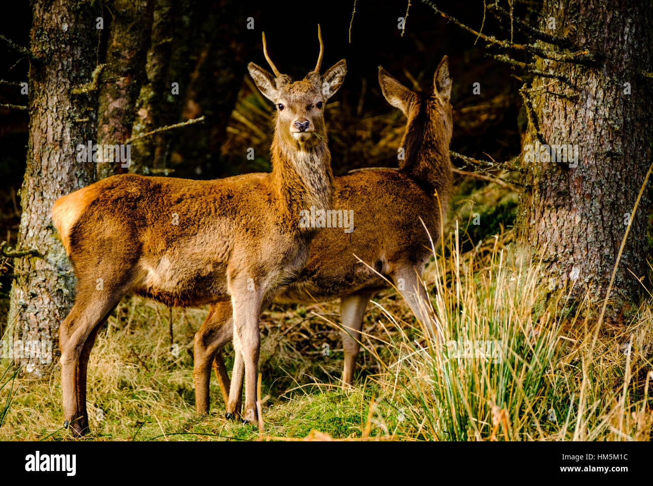 Red Deer Glen Etive Forêt, Montagnes de l'Ecosse en hiver Banque D'Images