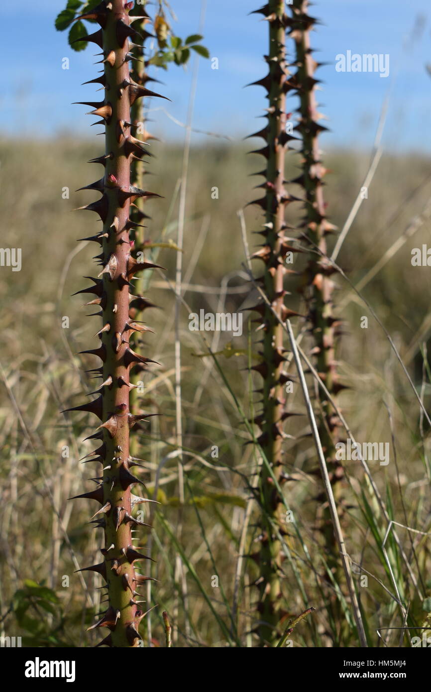 Plante épineuse sur fond herbeux Banque D'Images