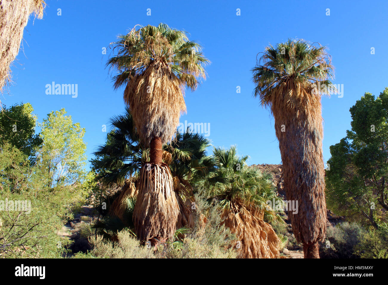 Palm et divers arbres sur le sentier perdu Palms Oasis, Cottonwood Spring, Joshua Tree National Park, Californie, Twentynine Palms Banque D'Images