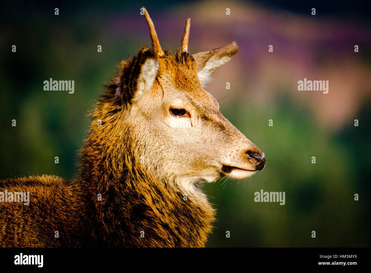 Un jeune Red Deer stag en Glen Etive Forêt, Montagnes de l'Ecosse en hiver Banque D'Images