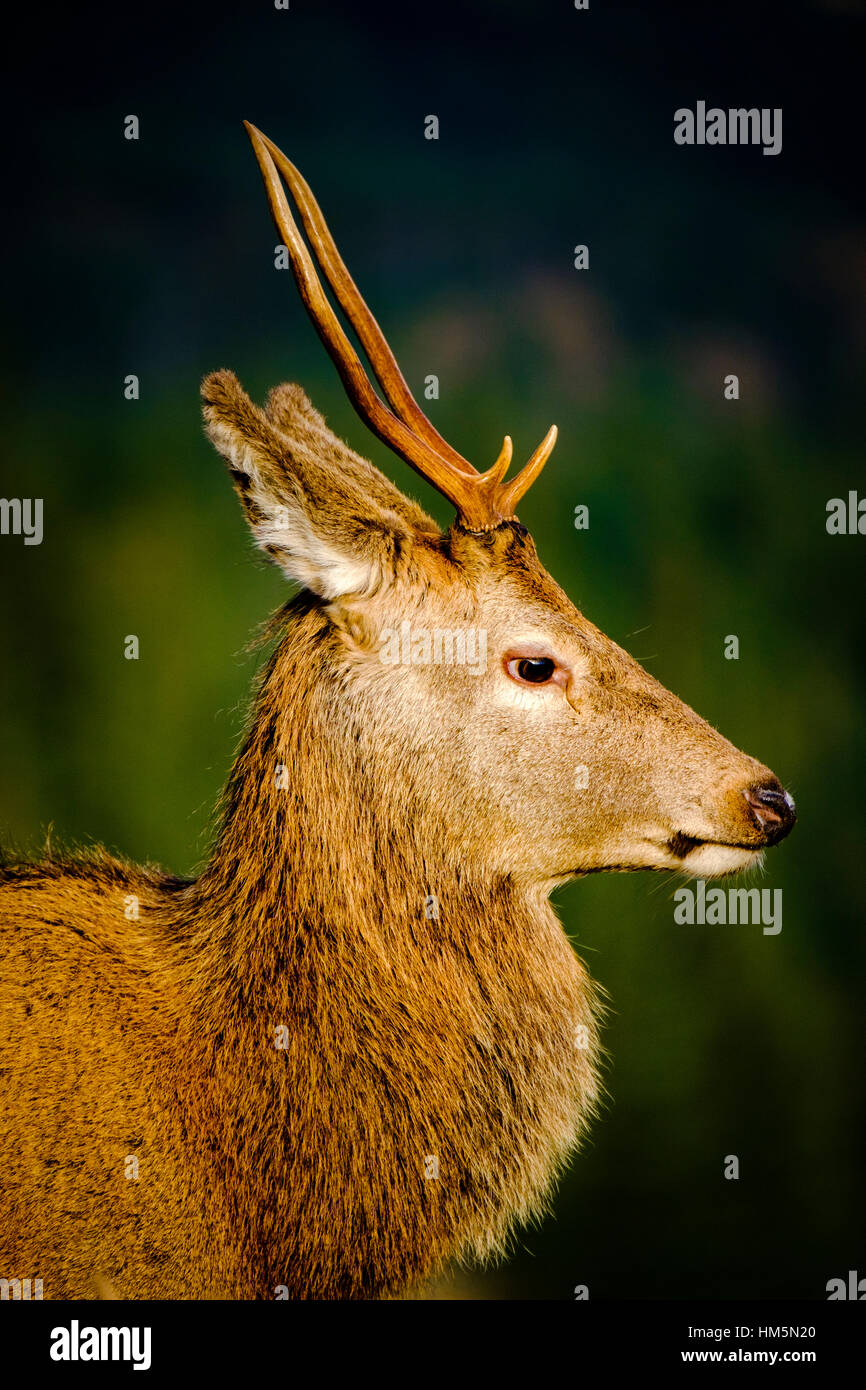 Un jeune Red Deer stag en Glen Etive Forêt, Montagnes de l'Ecosse en hiver Banque D'Images