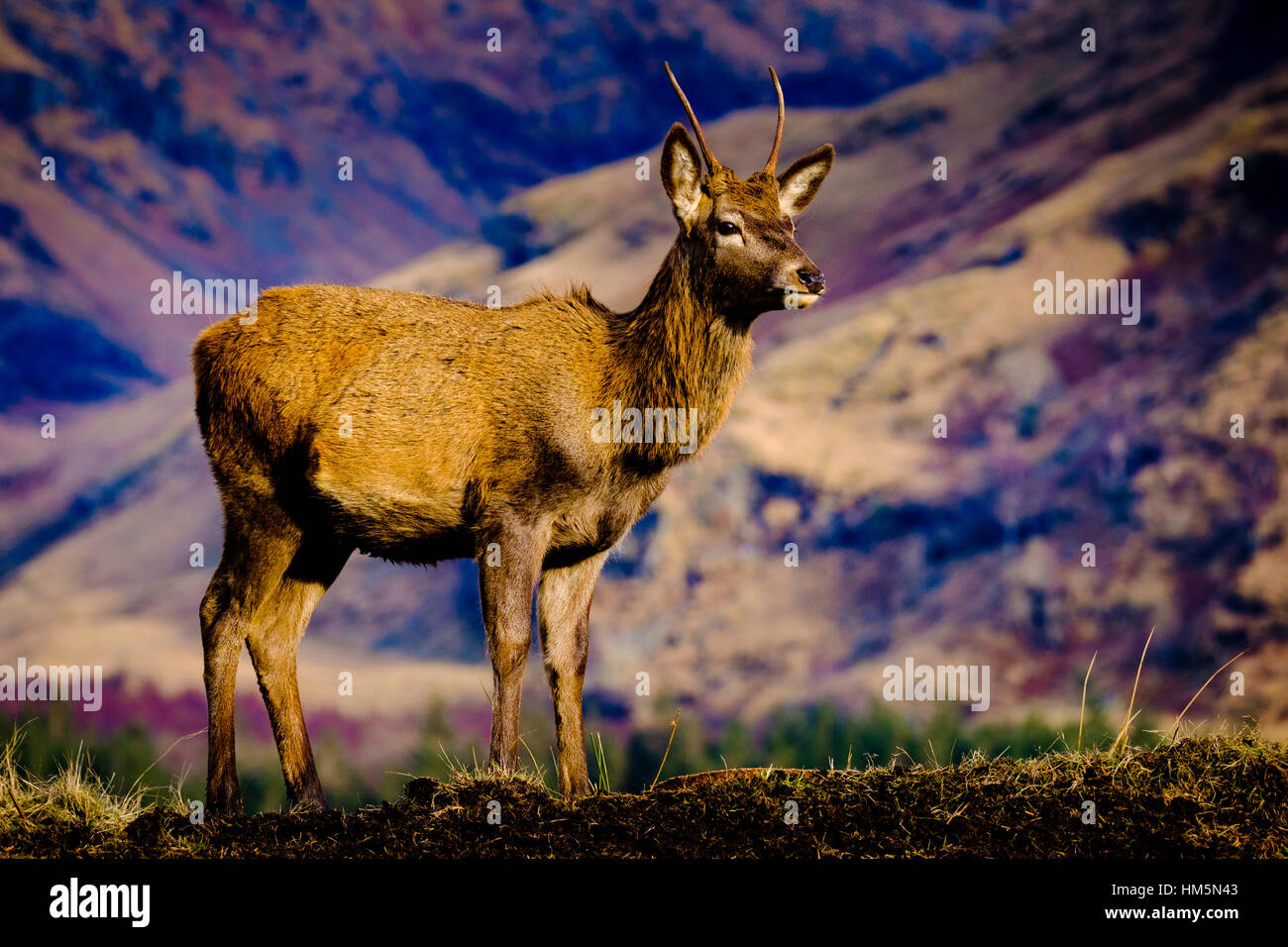 Un jeune Red Deer stag en Glen Etive Forêt, Montagnes de l'Ecosse en hiver Banque D'Images