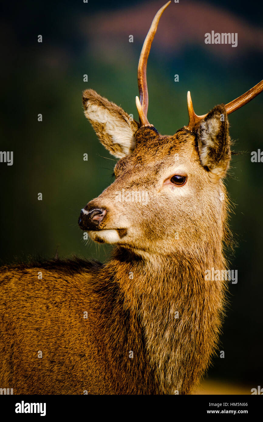 Un jeune Red Deer stag en Glen Etive Forêt, Montagnes de l'Ecosse en hiver Banque D'Images