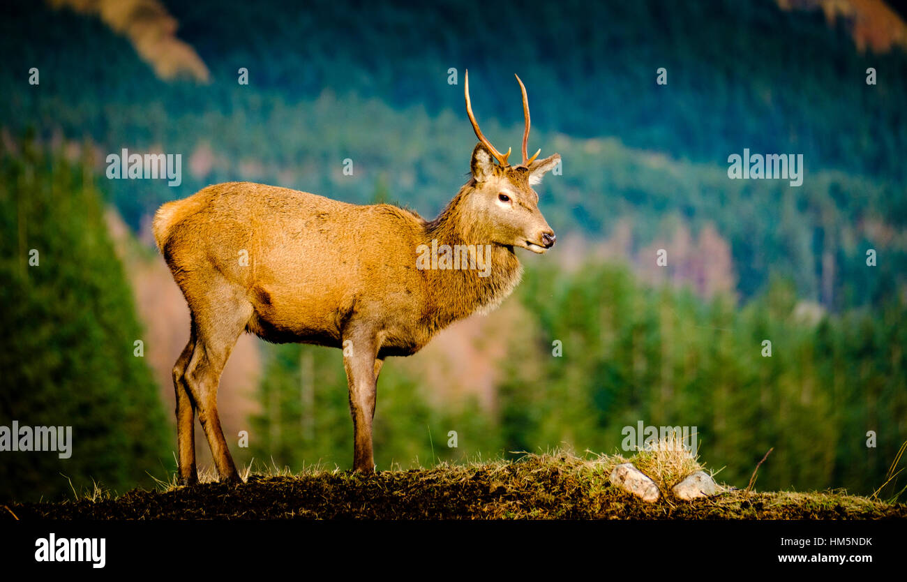 Un jeune Red Deer stag en Glen Etive Forêt, Montagnes de l'Ecosse en hiver Banque D'Images