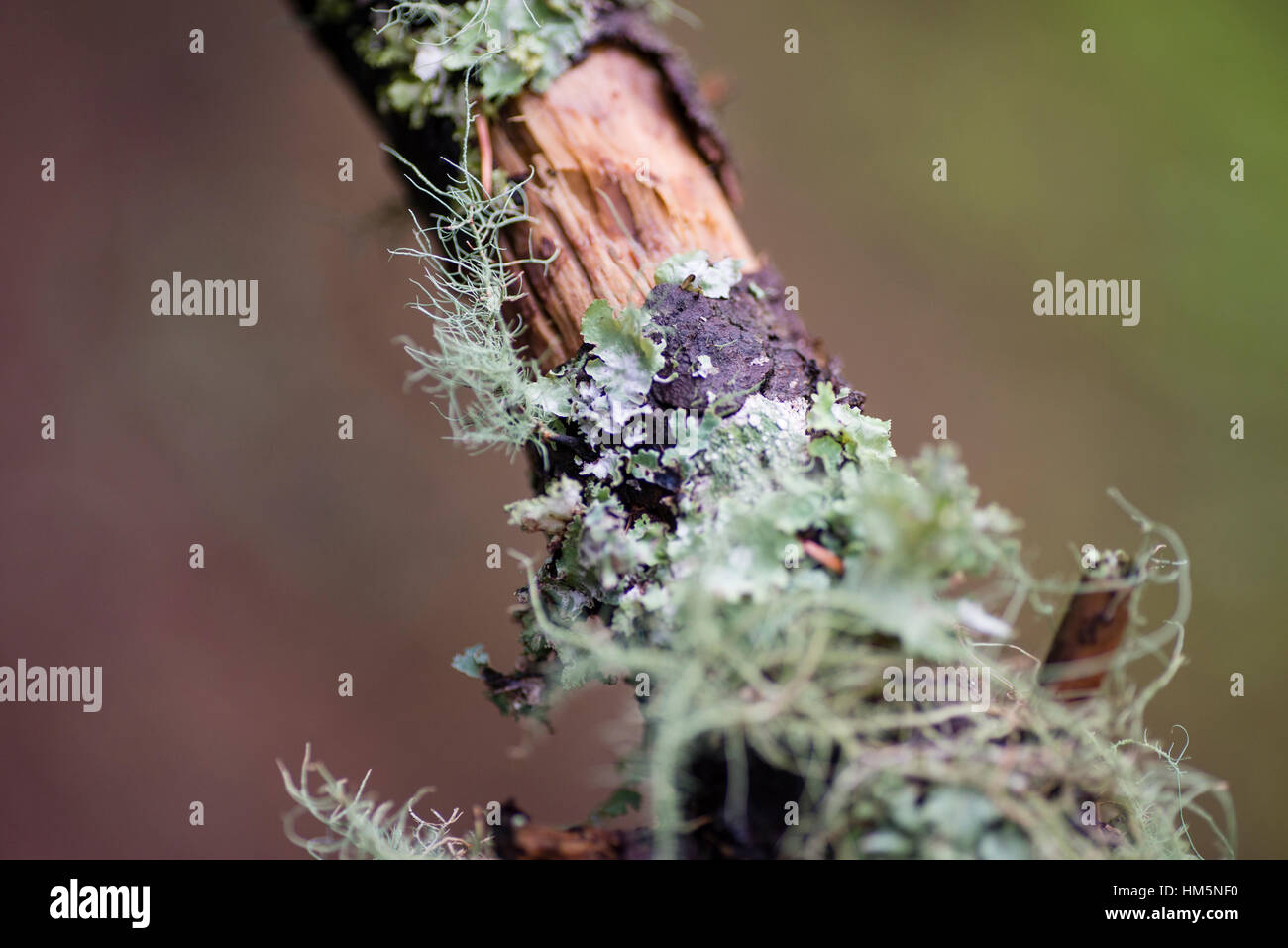 Close-up de l'écorce des plantes lichens Banque D'Images