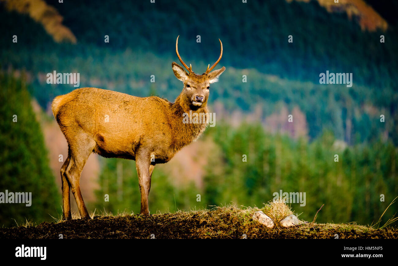 Un jeune Red Deer stag en Glen Etive Forêt, Montagnes de l'Ecosse en hiver Banque D'Images