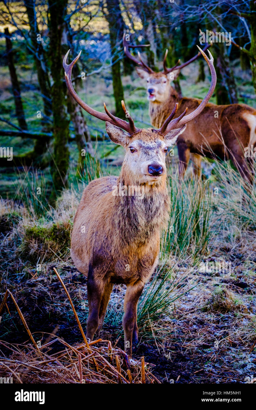 Red Deer stags dans Glen Etive Forêt, Montagnes de l'Ecosse en hiver Banque D'Images
