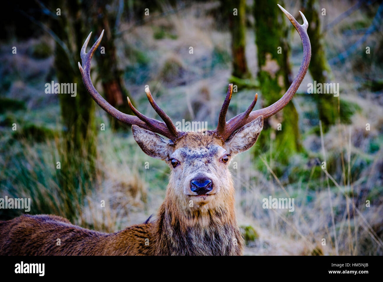 Red Deer stag en Glen Etive Forêt, Montagnes de l'Ecosse en hiver Banque D'Images