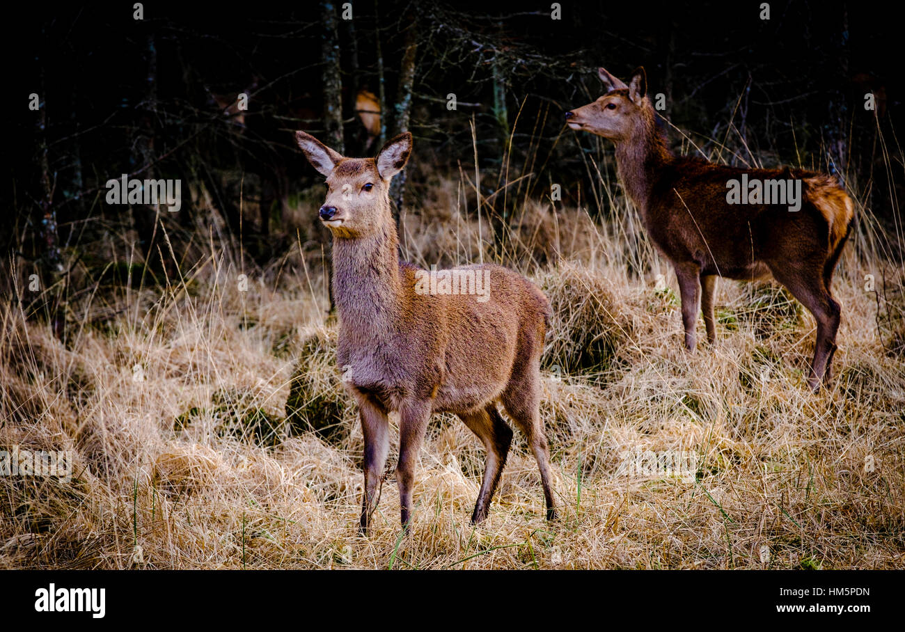 Red Deer hinds à Glen Etive Forêt, Montagnes de l'Ecosse en hiver Banque D'Images