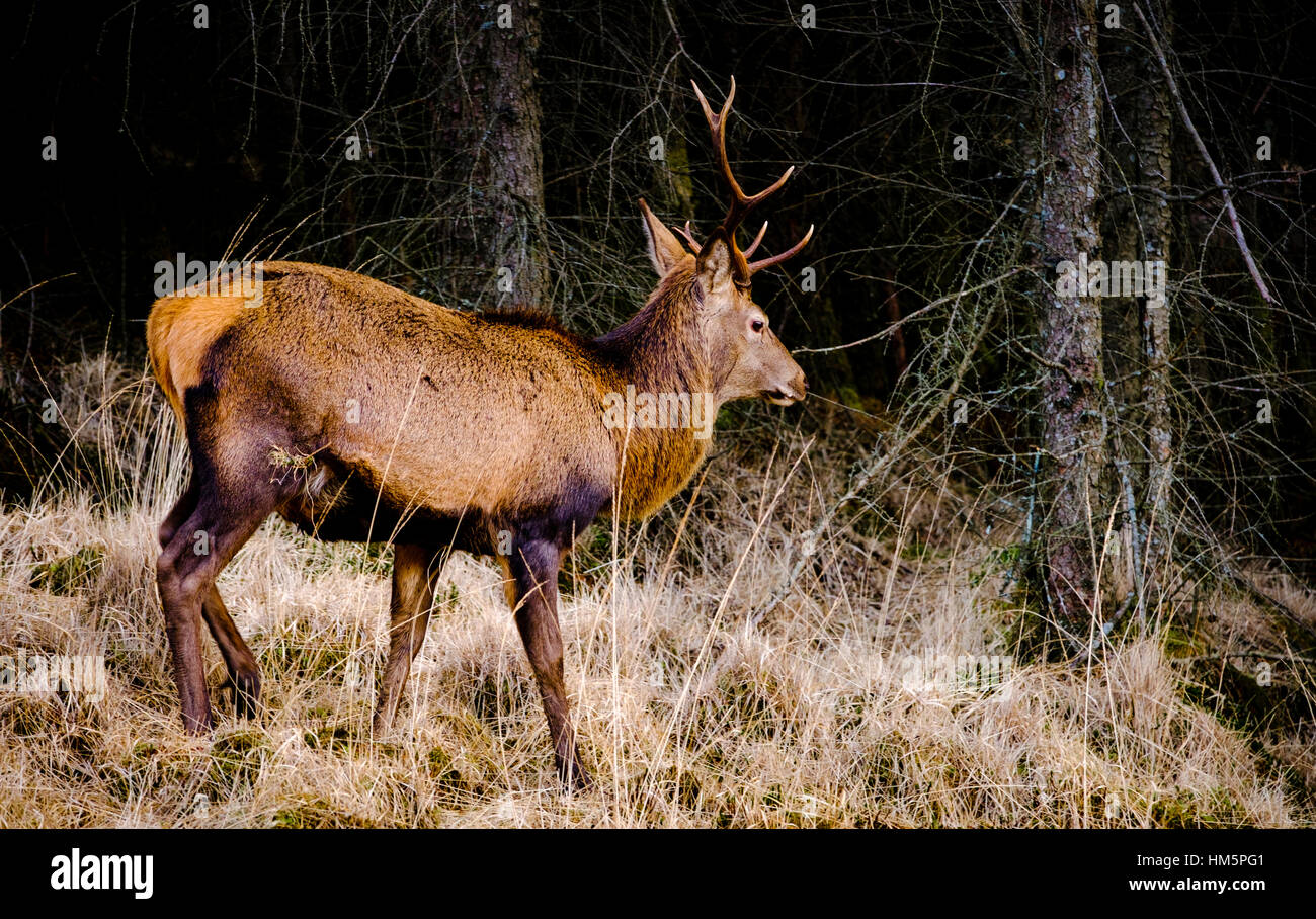 Red Deer Stag en Glen Etive, montagnes de l'Ecosse en hiver Banque D'Images