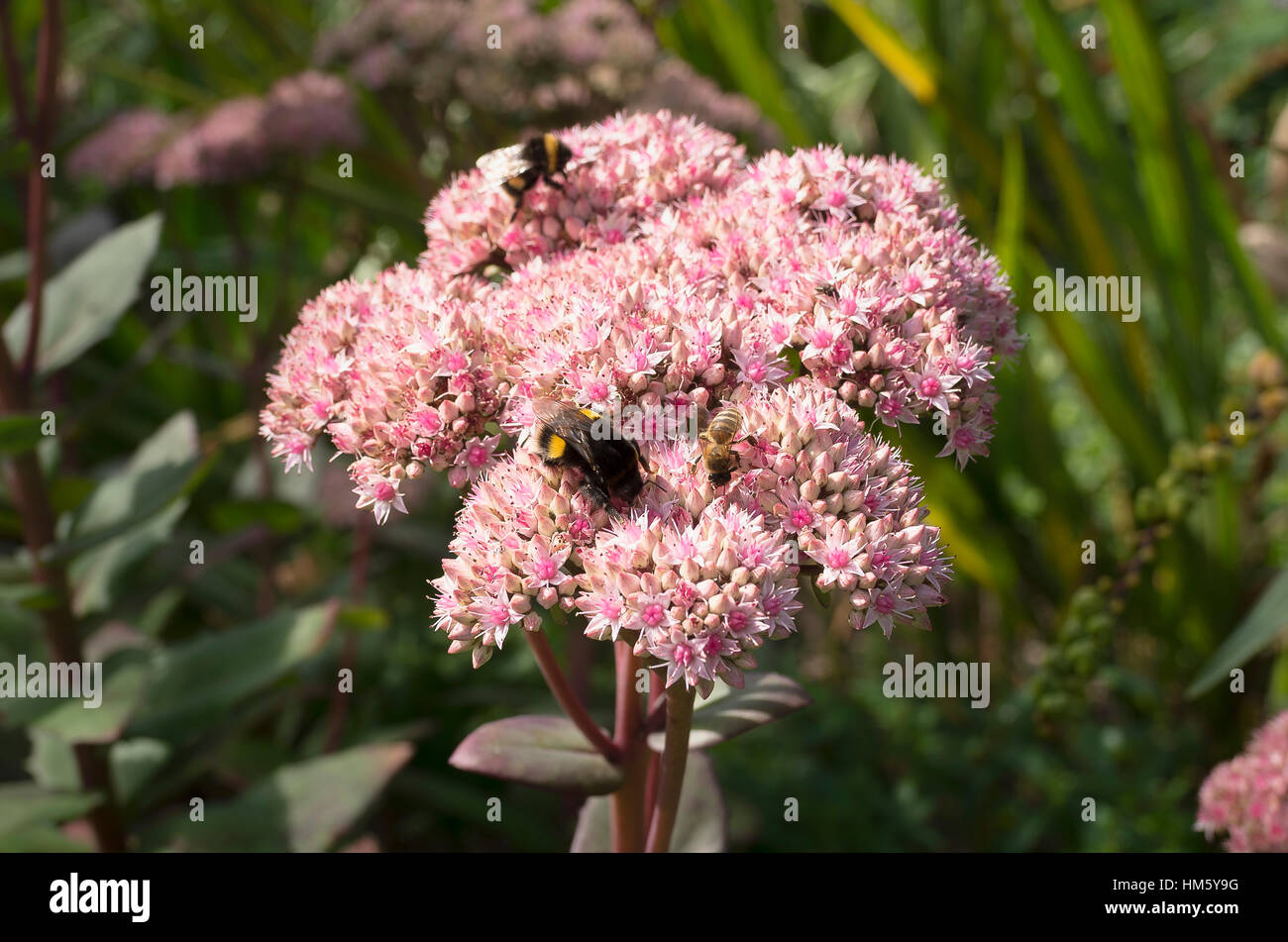 Sedum spectabile en automne avec butiner les abeilles sauvages visite Banque D'Images