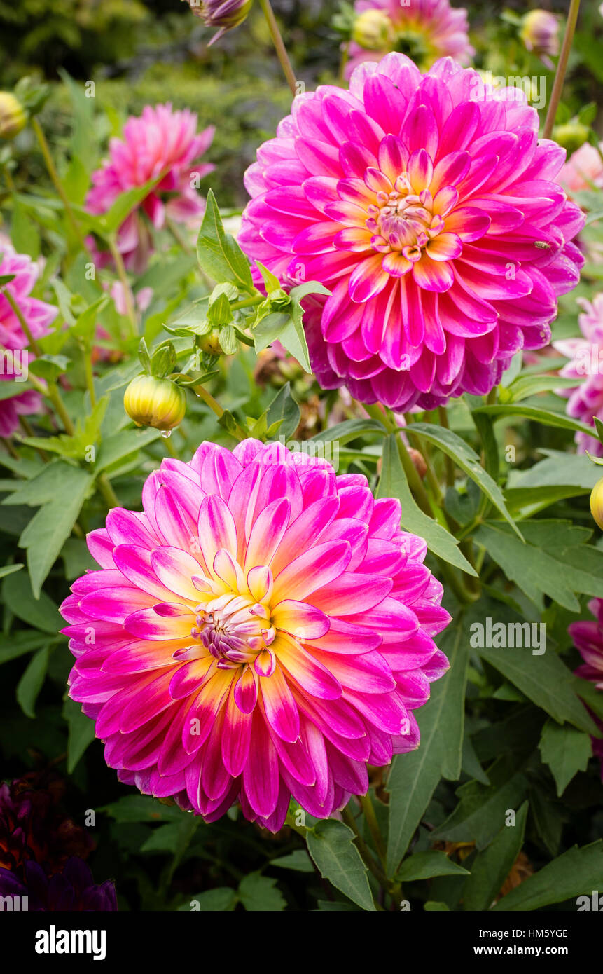 Dahlia fleurs Kalinka en septembre au Royaume-Uni Banque D'Images