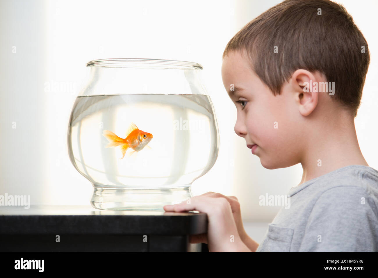 Boy (6-7) à la recherche de poissons rouges dans fishbowl Banque D'Images