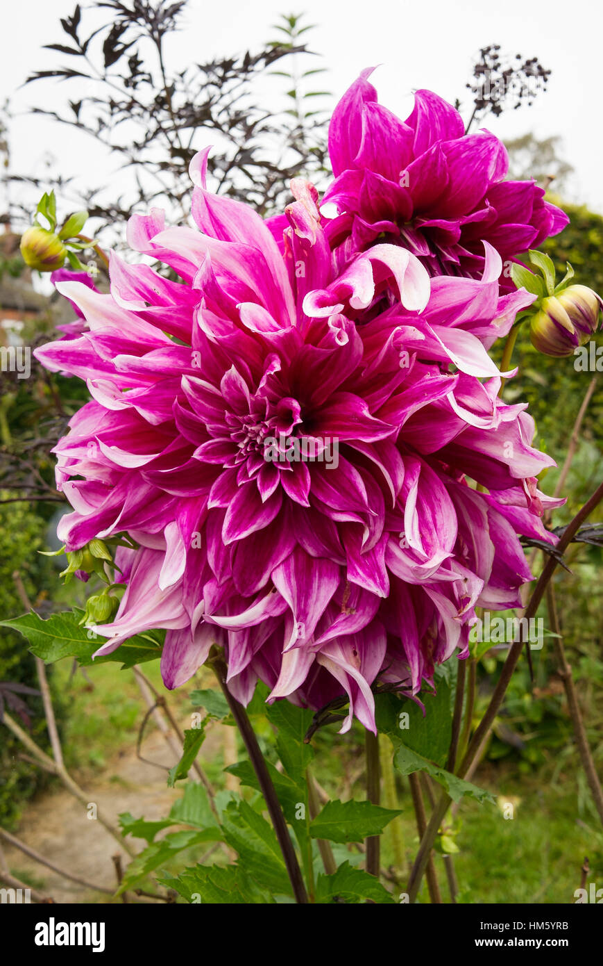 Dahlia fleurs Grande Finale en octobre au Royaume-Uni Banque D'Images
