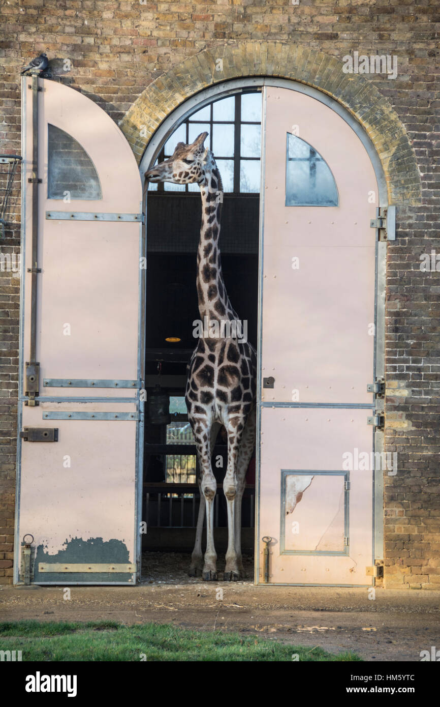Girafe Girafe Chambre, le Zoo de Londres, London, UK Banque D'Images