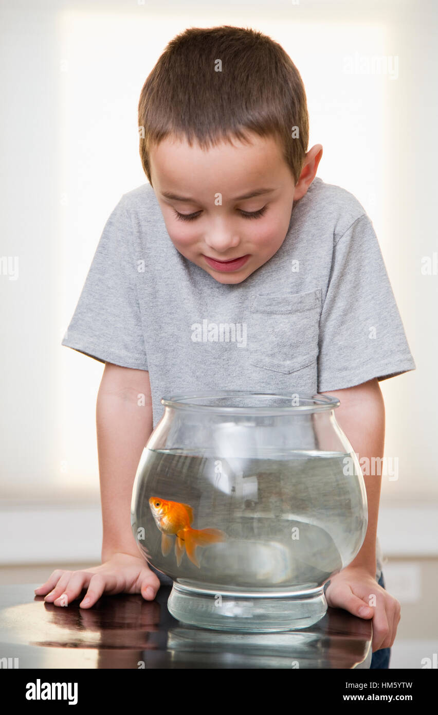 Boy (6-7) à la recherche de poissons rouges dans fishbowl Banque D'Images
