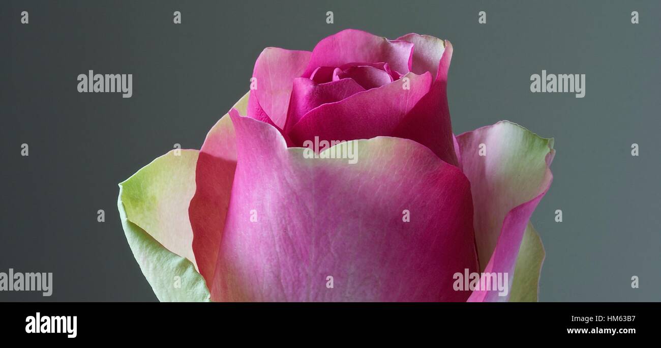 Gros plan de la tête d'une rose, rose et blanc montrant rose au blanc dégradé en couleur des pétales, Shepperton, Angleterre, Royaume-Uni Banque D'Images