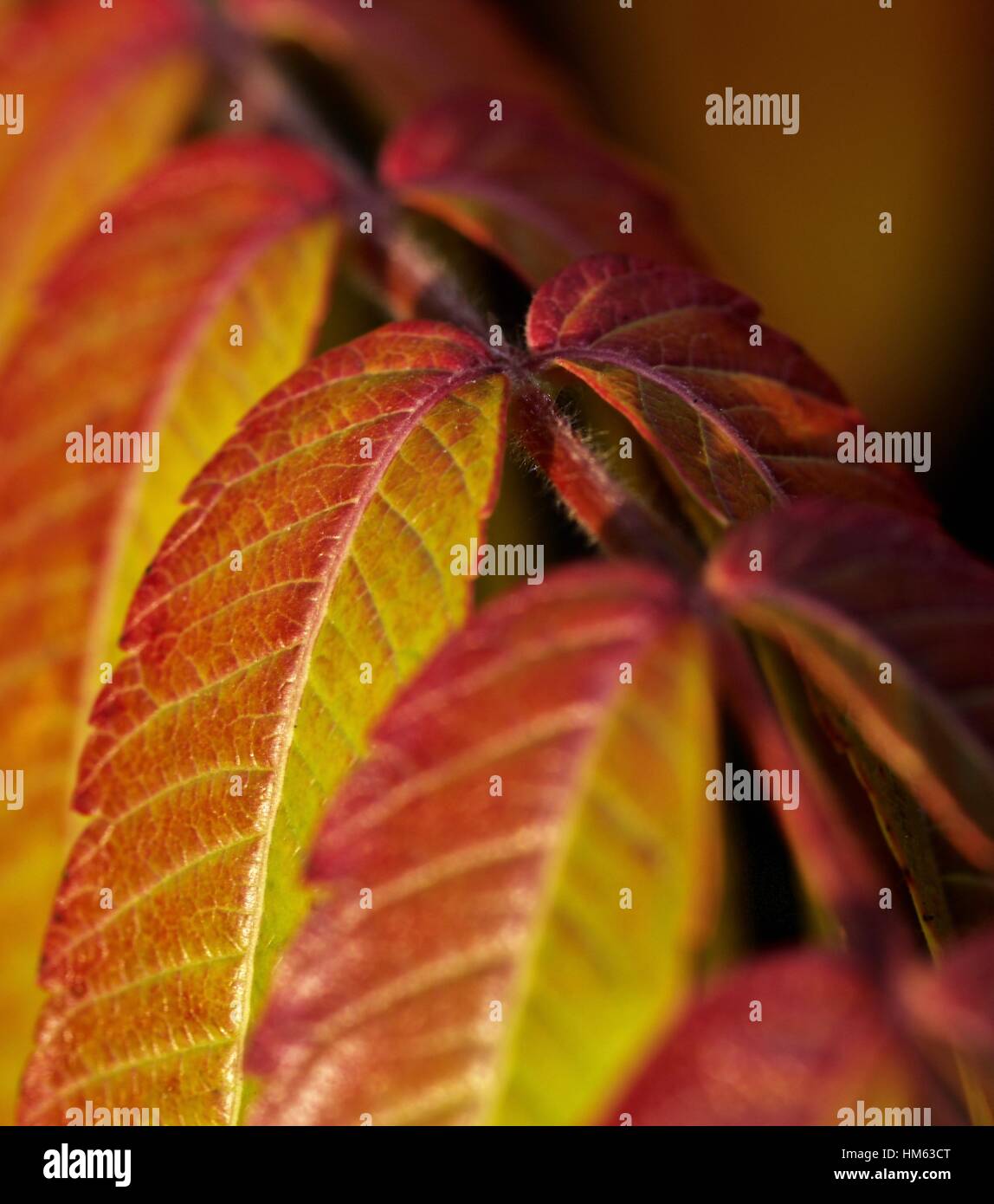 Une rangée de Rhus typhina Staghorn arbre feuilles changer du vert au rouge Banque D'Images