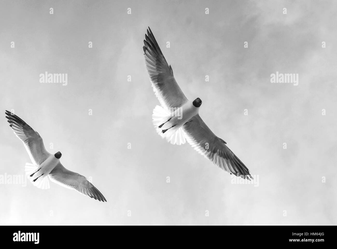 Les mouettes en vol horizontal -En noir et blanc Banque D'Images