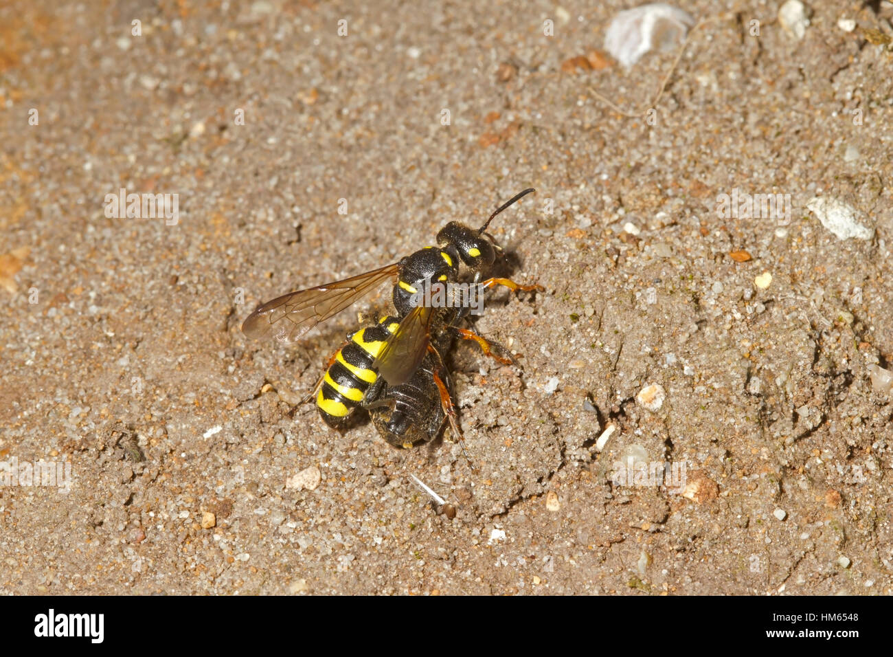 Sand-tailed Digger Wasp Wasp - Charançon ou Cerceris arenaria Banque D'Images
