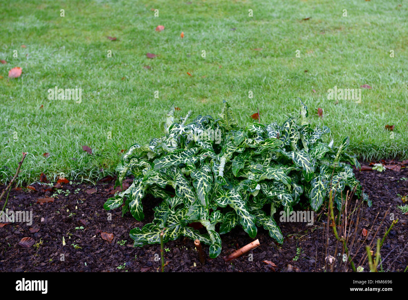 Arum italicum subsp italicum marmoratum Arum italicum pictum blanc vert feuillage panaché Plantes vivaces Feuilles florales RM Banque D'Images