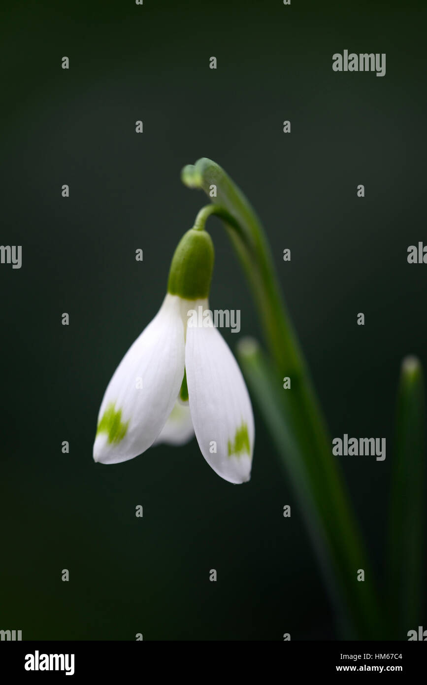 Galanthus David Baker marques vert snowdrop fleurs blanches bulbes à fleurs de printemps perce-neige rares collectionneurs floral RM Banque D'Images