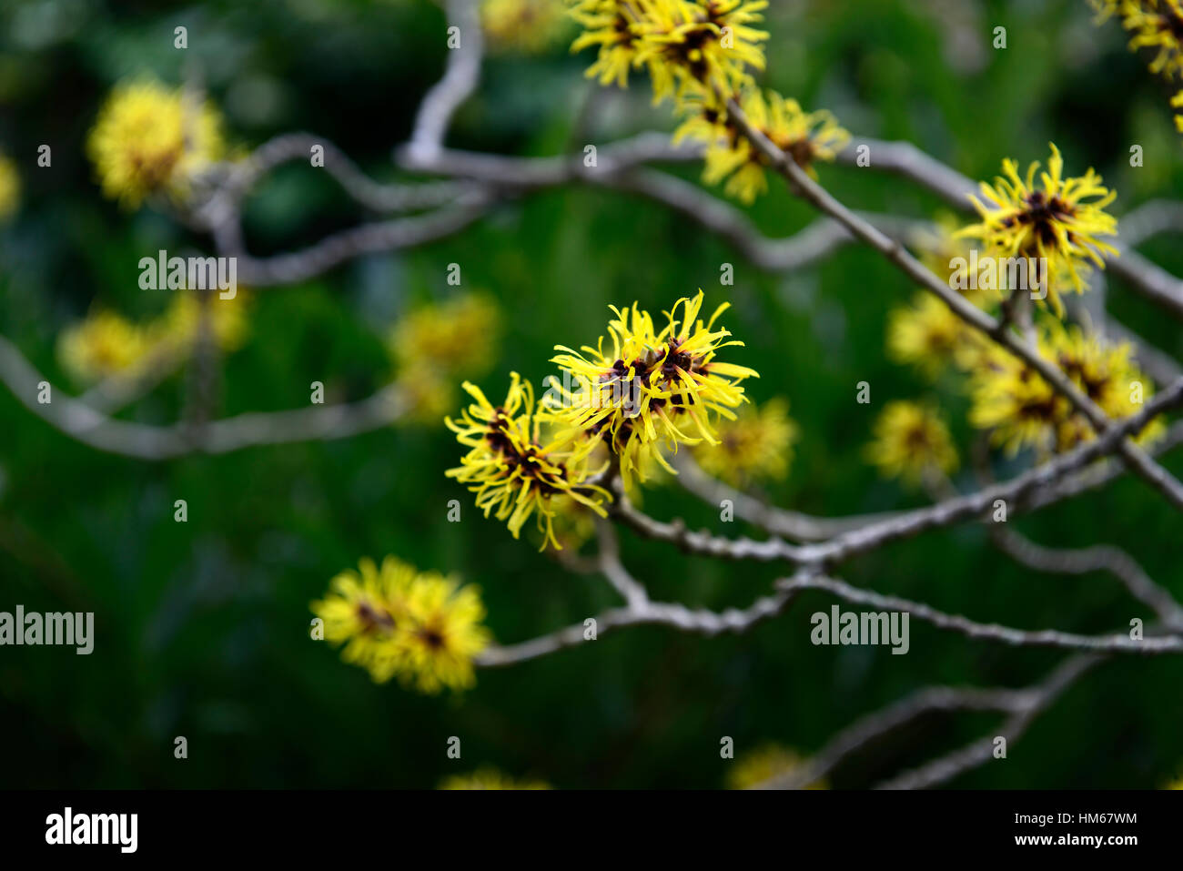 Hamamelis mollis hamamélis chinois hiver jaune noisetiers arbustes à feuilles caduques parfumées parfumées floraison arbres fleurs floral RM Banque D'Images