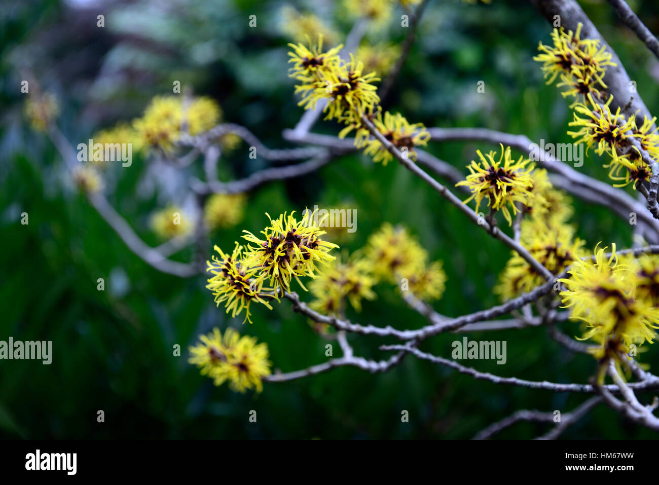 Hamamelis mollis hamamélis chinois hiver jaune noisetiers arbustes à feuilles caduques parfumées parfumées floraison arbres fleurs floral RM Banque D'Images