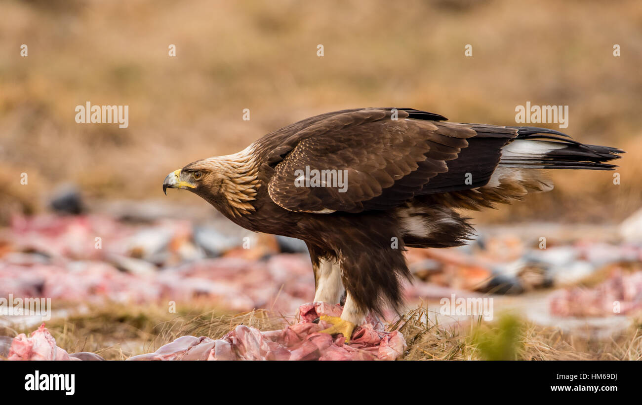 L'Aigle royal (Aquila chrysaetos) profil complet du corps avec un arrière-plan flou. Banque D'Images