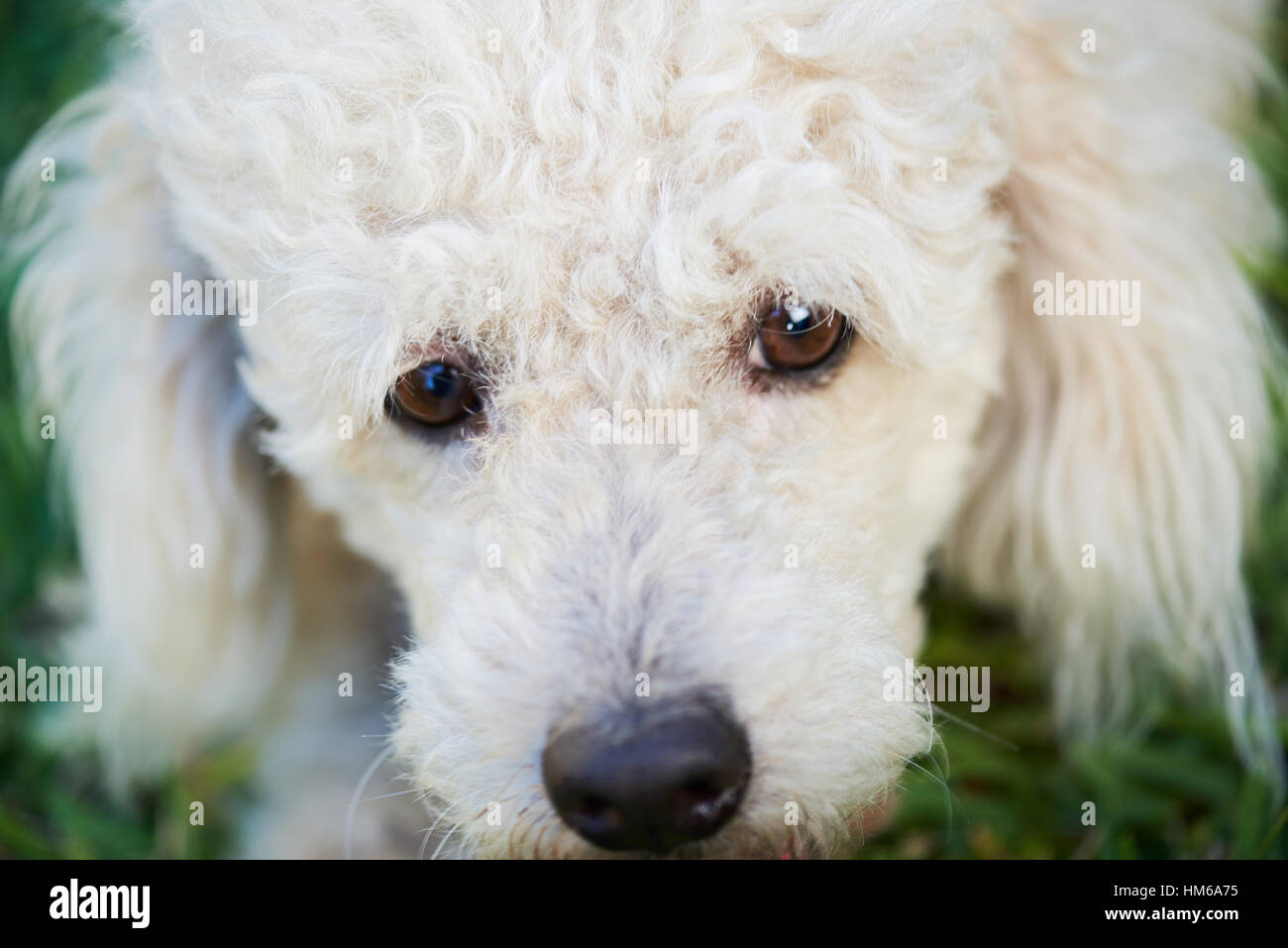Fermer les yeux de caniche blanc sur l'herbe verte Banque D'Images