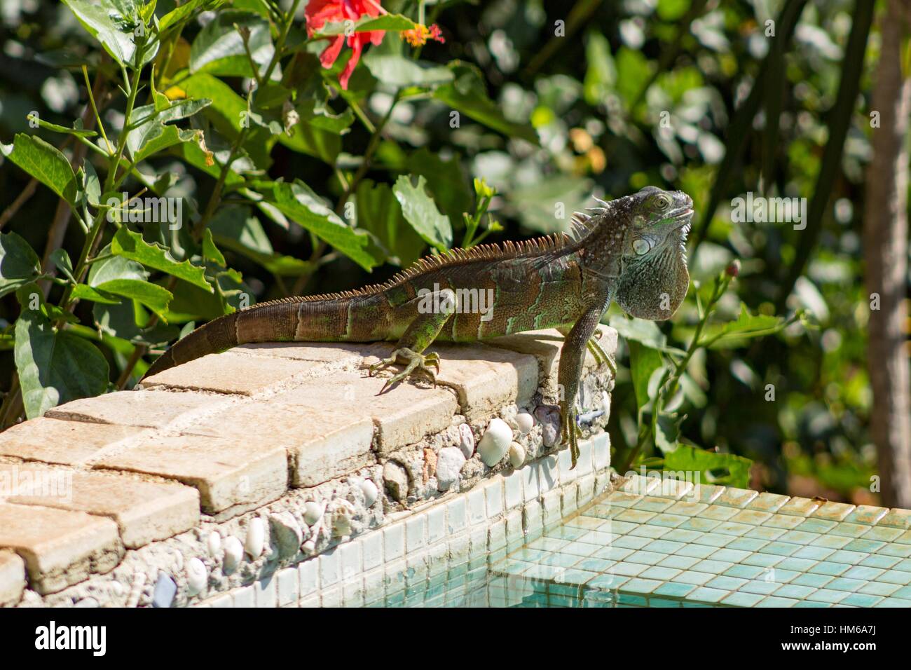 Iguana se détendre au soleil, de la piscine. Banque D'Images