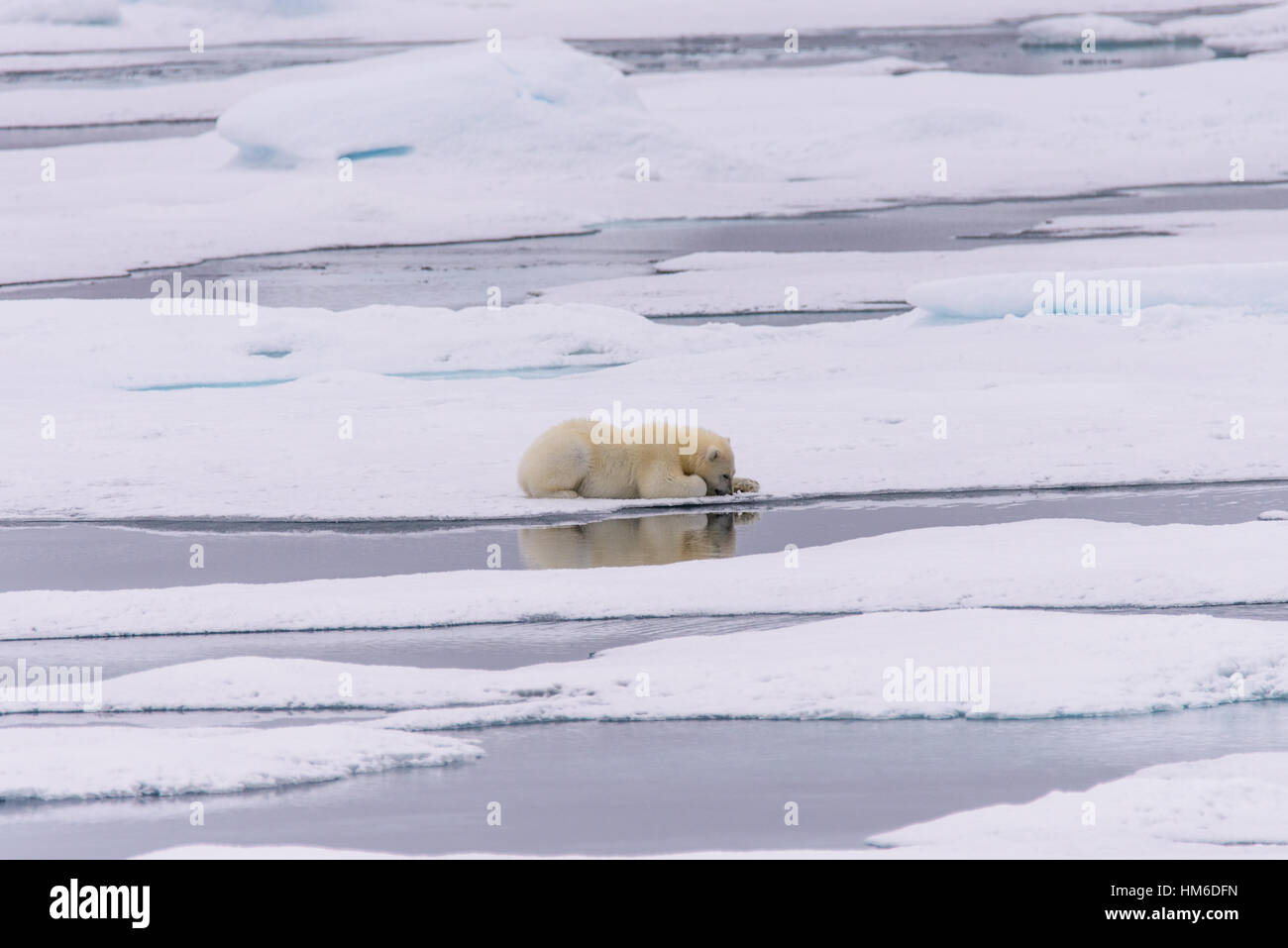 L'ours polaire (Ursus maritimus) cub sur la banquise, au nord de l'arctique de Svalbard en Norvège Banque D'Images