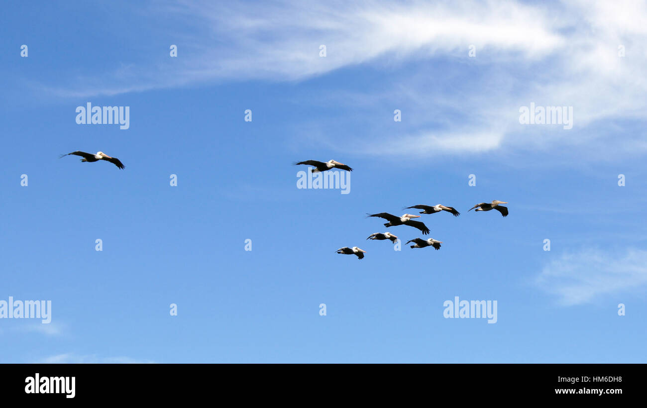 BIG SUR, California, UNITED STATES - Oct 7, 2014 : Le Pélican brun volant le long de la côte entre Monterey et Pismo Beach en CA L'autoroute no 1, USA Banque D'Images