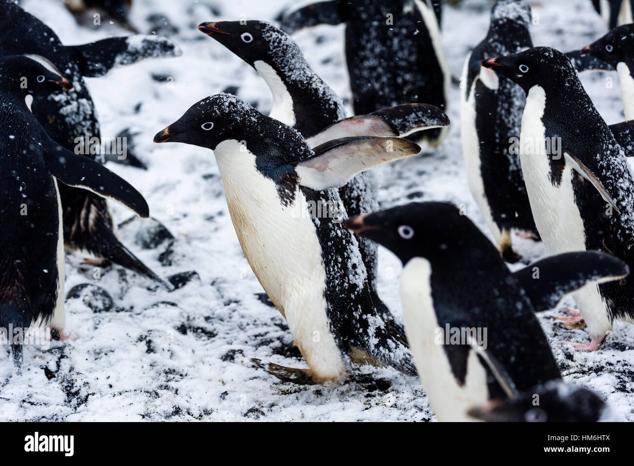 Une colonie de manchots Adélie lors d'une tempête de neige sur une île de l'Antarctique. Banque D'Images