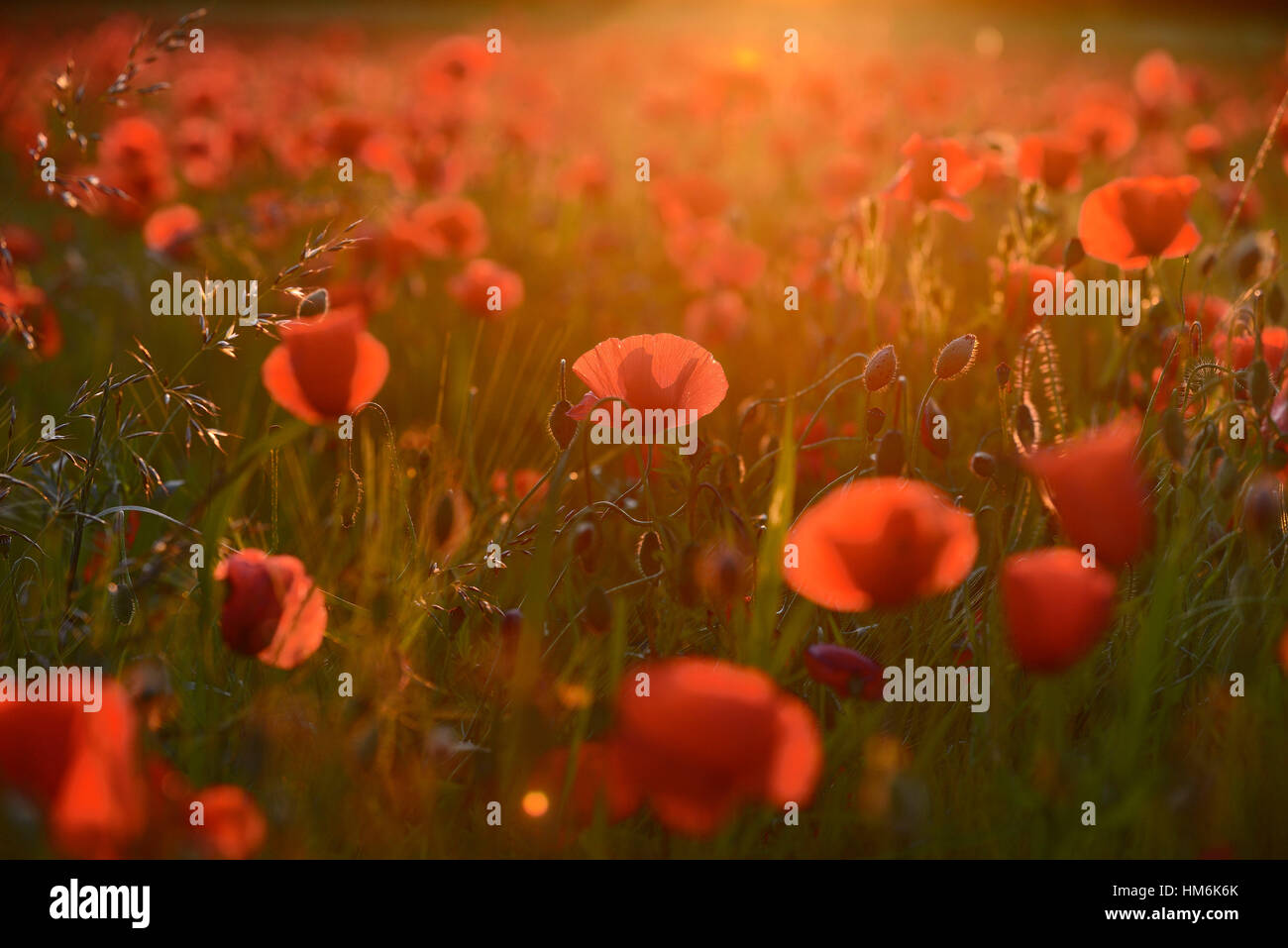 Coquelicots dans la douce lumière du soir Banque D'Images