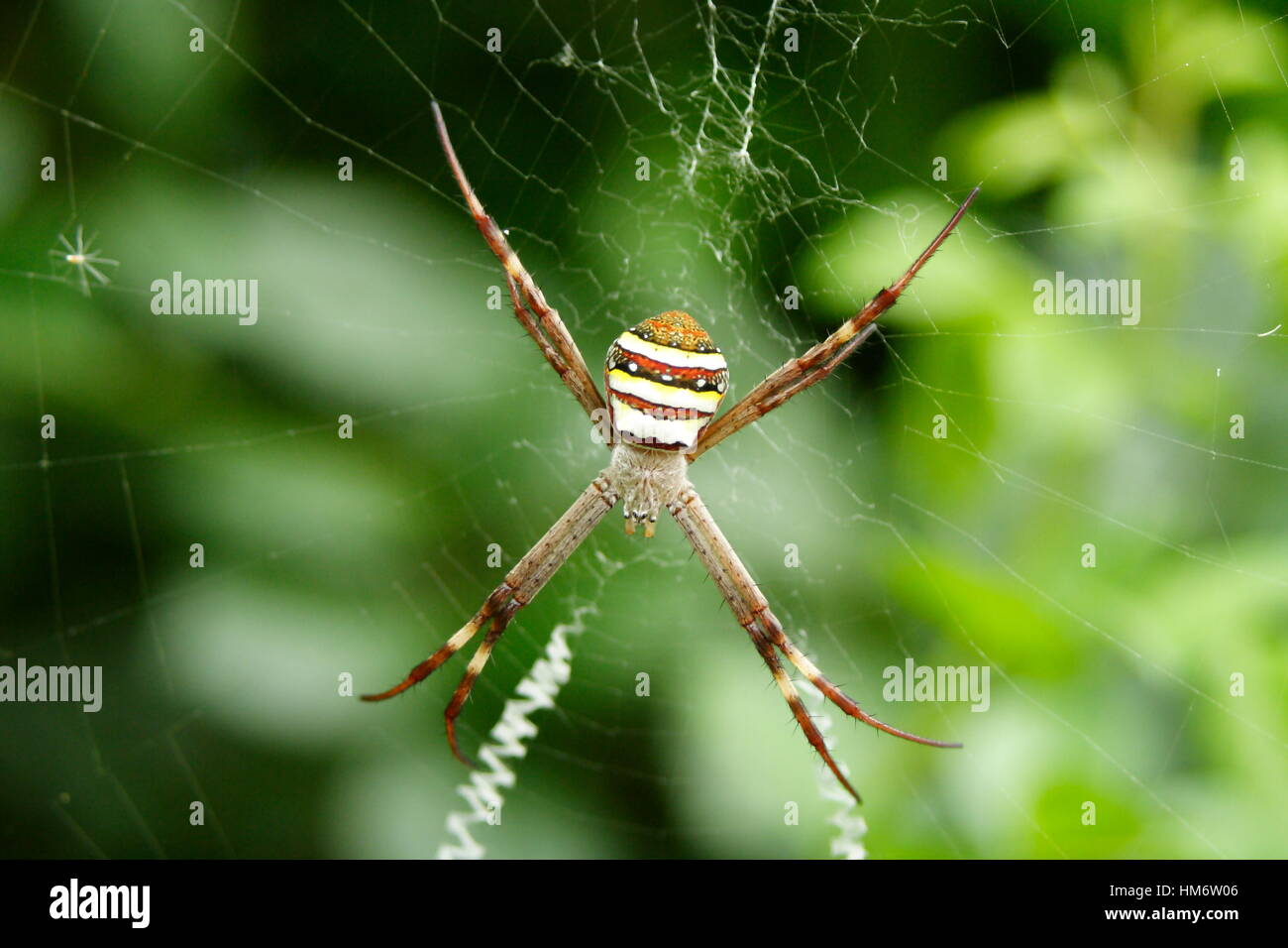 Spider Croix St Andrews Banque D'Images