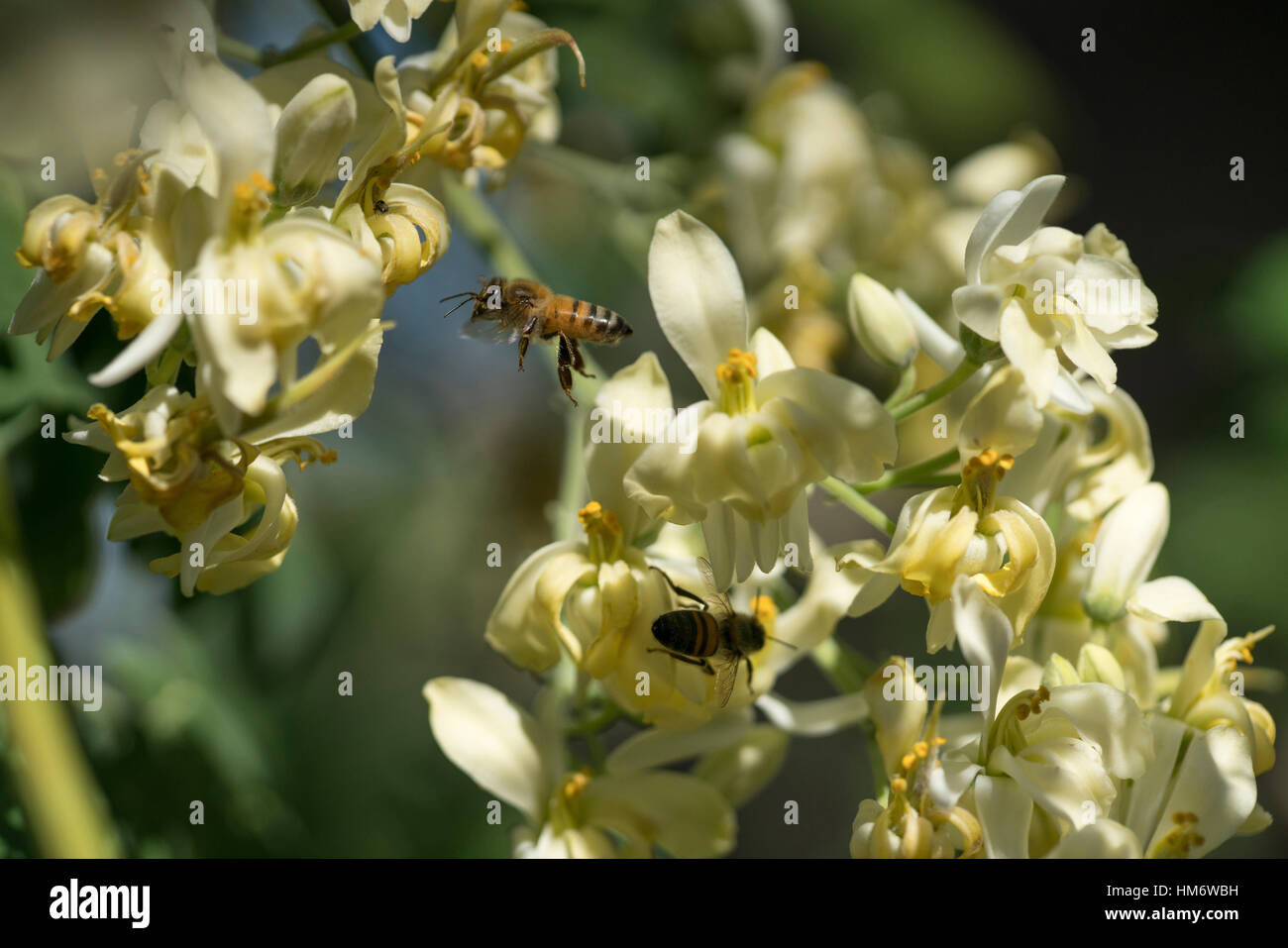 Close-up d'abeilles du miel sur les fleurs Banque D'Images